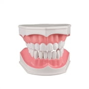 2 Times Enlarge Dental Teeth Model