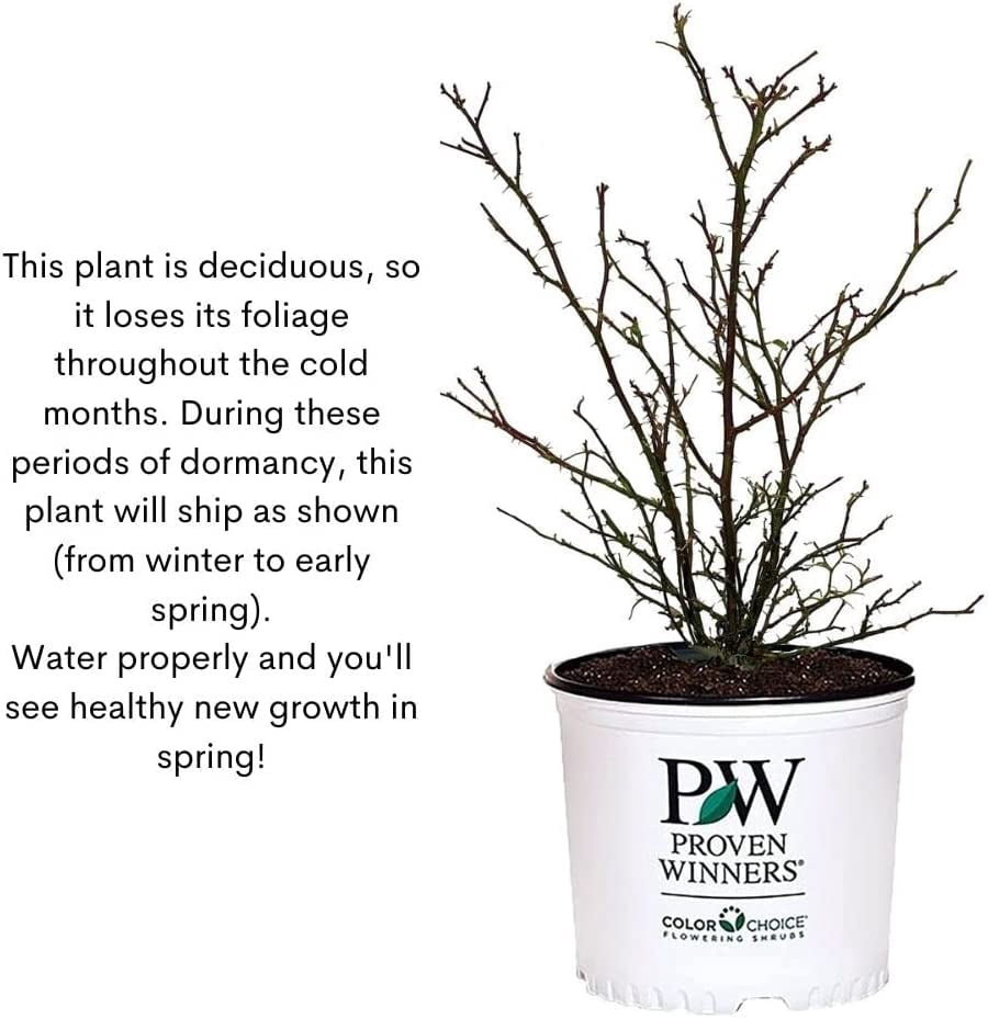 Proven Winners ColorChoice At Last Rose Live Shrub (2 Gallon)