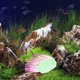 thumbnail image 4 of ADDHAT Coral Artificial De Silicona Rosa Para Acuario Para Peceras, 4 of 6