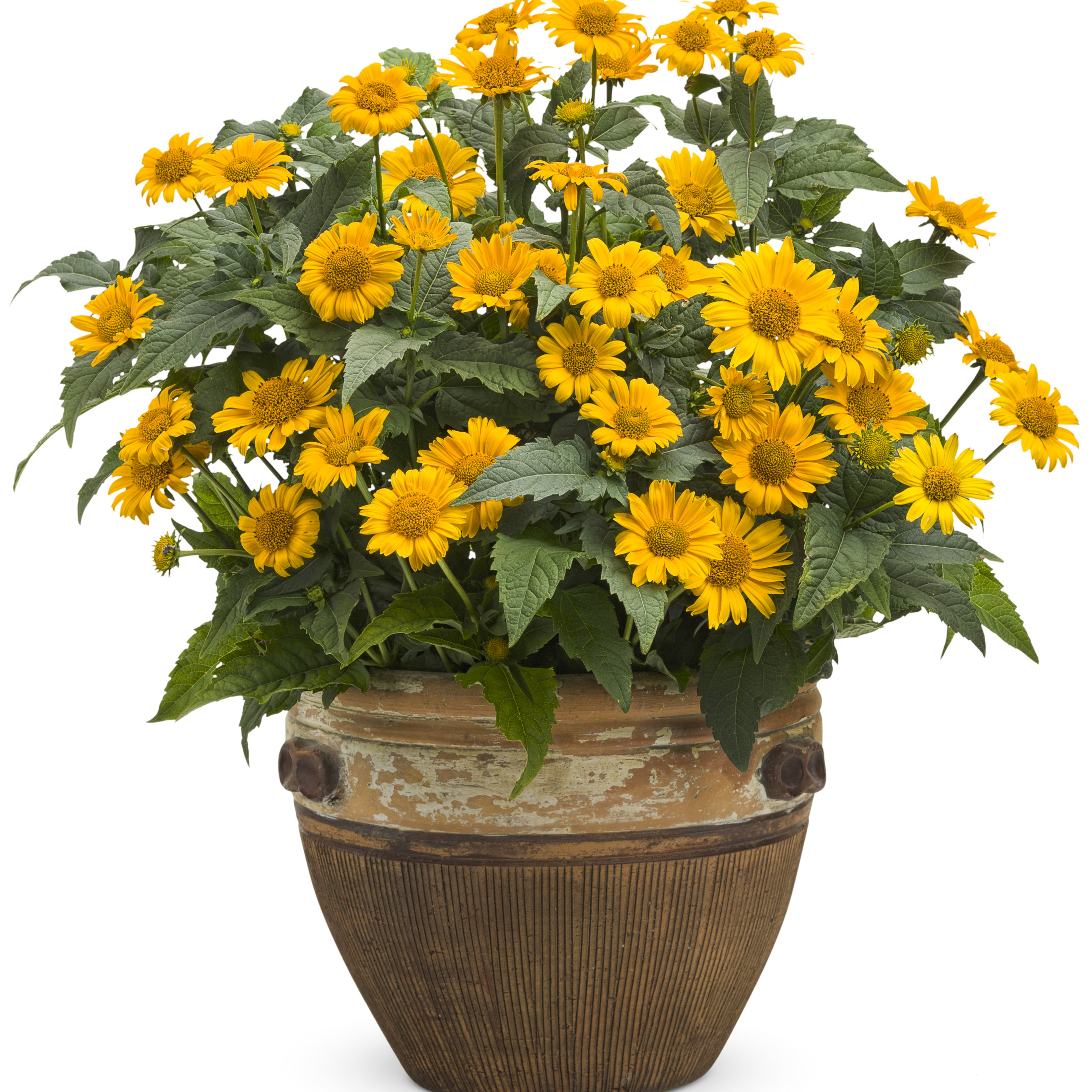Proven Winners 6" Yellow 'Tuscan Sun' False Sunflower Live Plant in 6.5" Pot