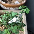 thumbnail image 4 of 60 Piezas 360 Grados Ajustable Clip para Doblar la Planta Dobladora de Plantas Entrenamiento Bajo Esfuerzo Soporte Curvo, 4 of 5