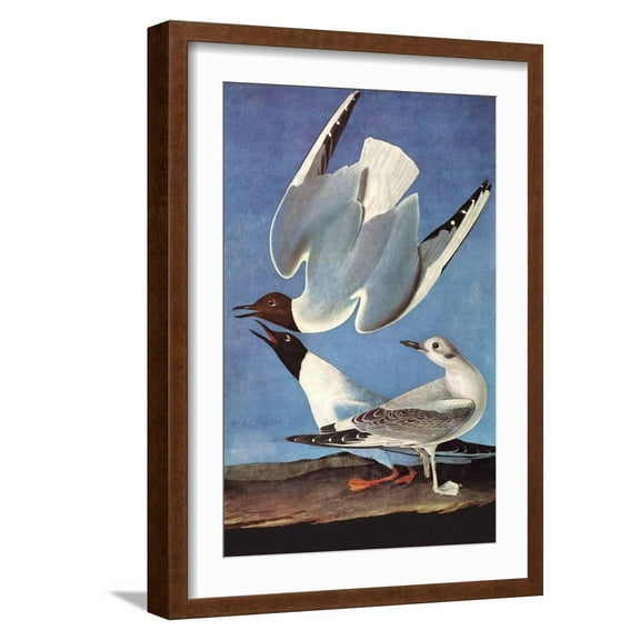 Art.com Bonapartes Gull Art Print by John James Audubon, Brown Frame Wall Art, 17" x 23"