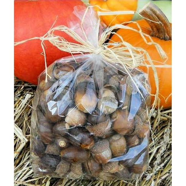 Acorns For Sale Acorns and Caps Natural brown 1lb Bulk Bag Grade