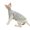 Purple, variant on HQREA Hairless Cat Clothes for Cats Breathable Lightweight Pet Vest Soft Cotton Kitten T-Shirt