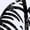 WHITE, variant on Instant Message - Tiger Hoop Black Short Sleeve Graphic T-Shirt