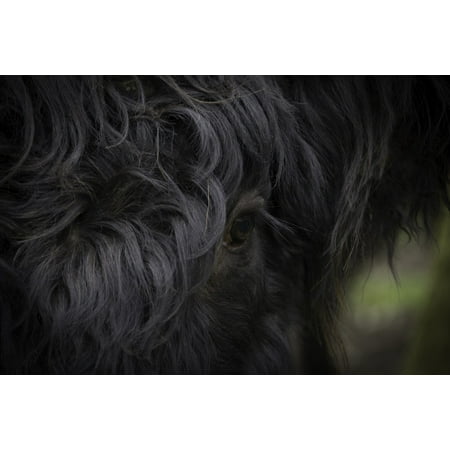 Cow Eye - Laminated Poster Scottish Highlander Cow Eye Forest Cattle Poster 24x16 Adhesive Decal
