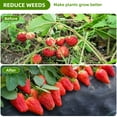 thumbnail image 5 of 3ftx50ft Weed Barrier Landscape Fabric, Heavy Duty Gardening Ground Cover Mat, Weed Block Garden Cloth, Woven Garden Weed Fabric for Gardening, Farming with 12 U-Shaped Securing Pegs, 5 of 7