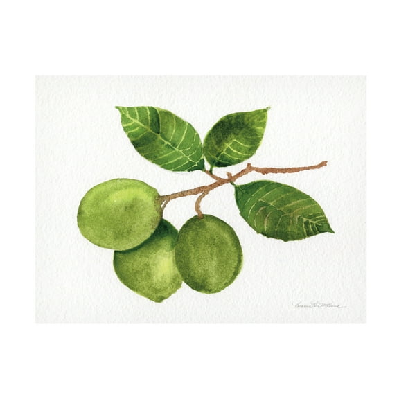 Trademark Fine Art 'Citrus Garden II' Canvas Art by Kathleen Parr McKenna