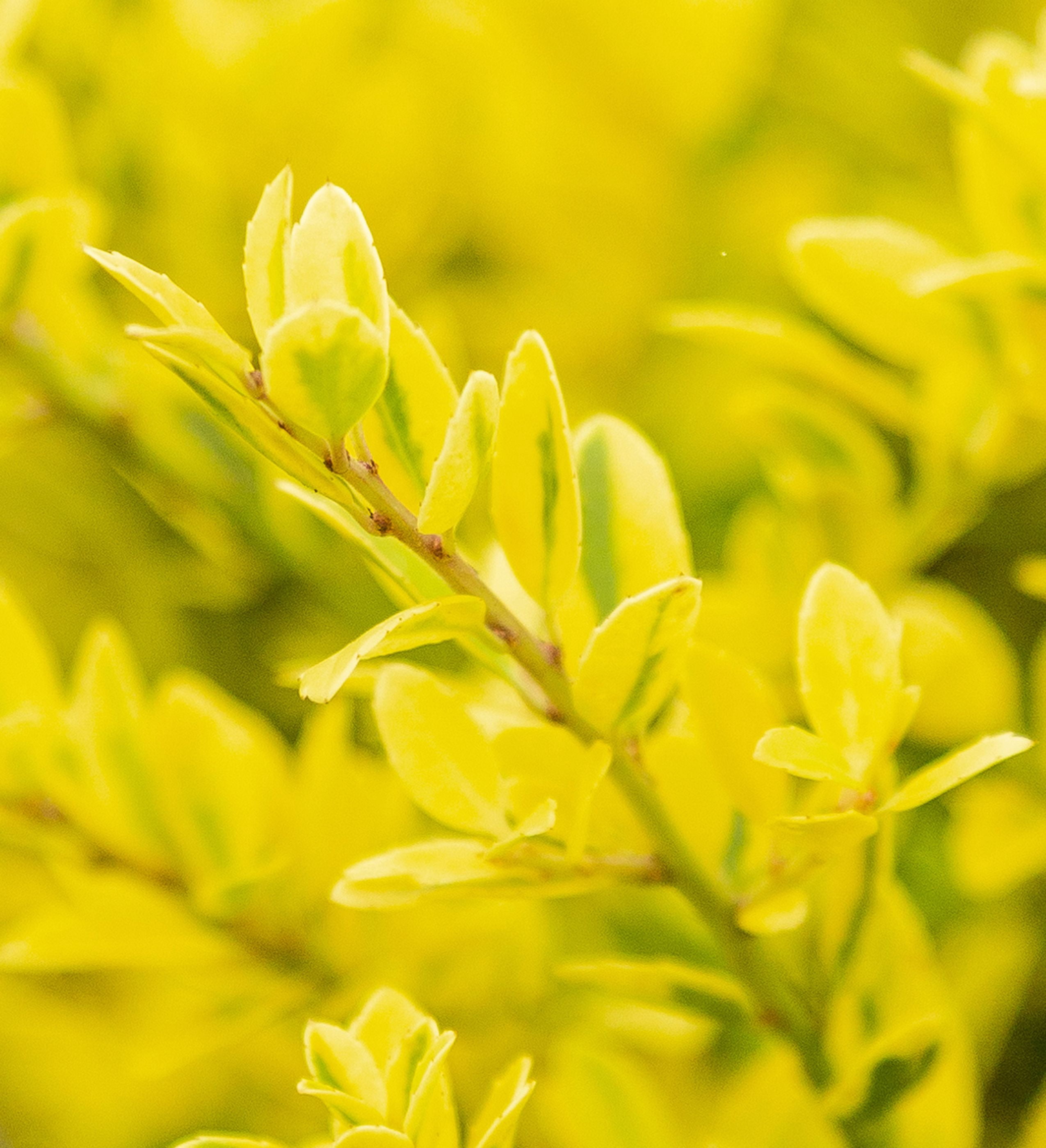 Southern Living Touch of Gold Holly Live Shrub in 2.5-Quart Grower Pot