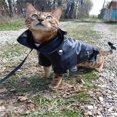 thumbnail image 4 of Glorious Eagle Pattern Dog Coat PU Leather Jacket Soft Waterproof Outdoor Puppy Outerwear Fashion Clothes For Small Pet(XXS-XXL) ShopWise Round, 4 of 7