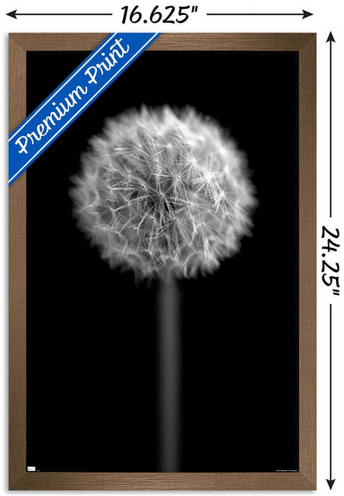 Tom Quartermaine - Black and White Dandelion Wall Poster, 14.725" x 22.375", Framed