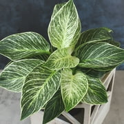 Philodendron Houseplants | 4 Easy Care Plants | 4.25in Pots; Indirect Sun | Element by Altman Plants