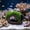 A, variant on Cififendec Resin Moss Wine Barrel Aquarium Ornament, 3.15"×2.76", Simulated Fish Hideout Cave Decor for Betta Shrimp Reptile Tank Landscape Decoration