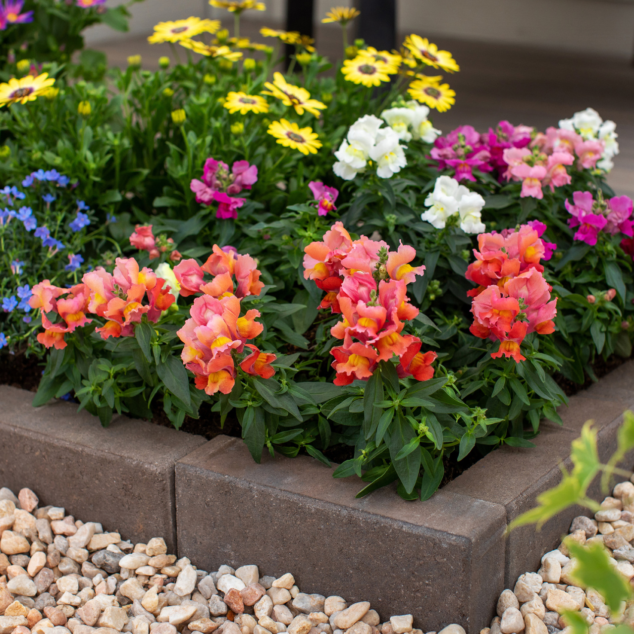 Expert Gardener 2 qt Orange Snapdragon Live Annual Plant, Full Sun, 3-Pack