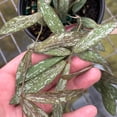 thumbnail image 3 of Hoya Sigillatis Live Plant | Long Hoya Starter Plants | House Plants Live for Beginner | Hoya Cuttings Rare Plant Gifts | Fully Rooted Hoyas, 3 of 5