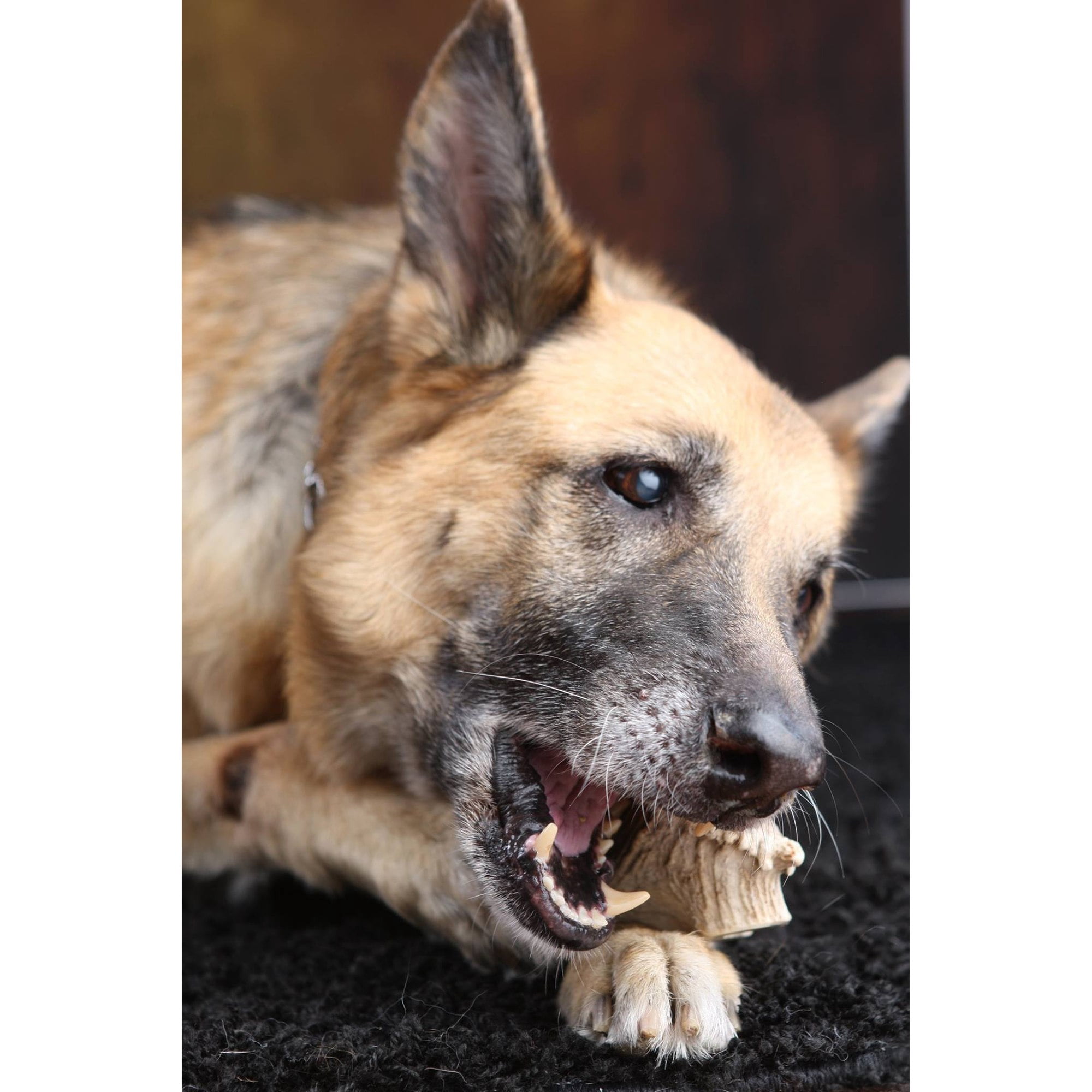 Scout & Zoe's: Elk Antler Splits - Dog Chews, Exposed Marrow Pet Treat, Seniors-Puppies-Light Chewers, No Preservatives, Wild Shed Antler, USA Sourced