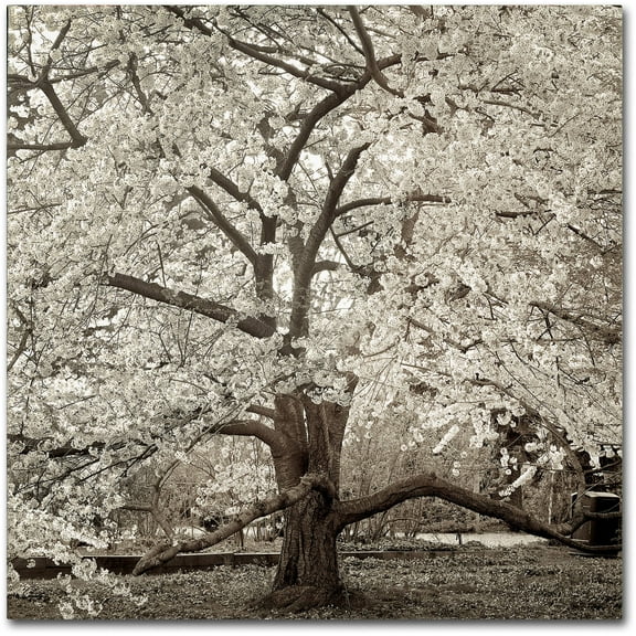 Trademark Fine Art "Hampton Magnolia II" Canvas Art by Alan Blaustein