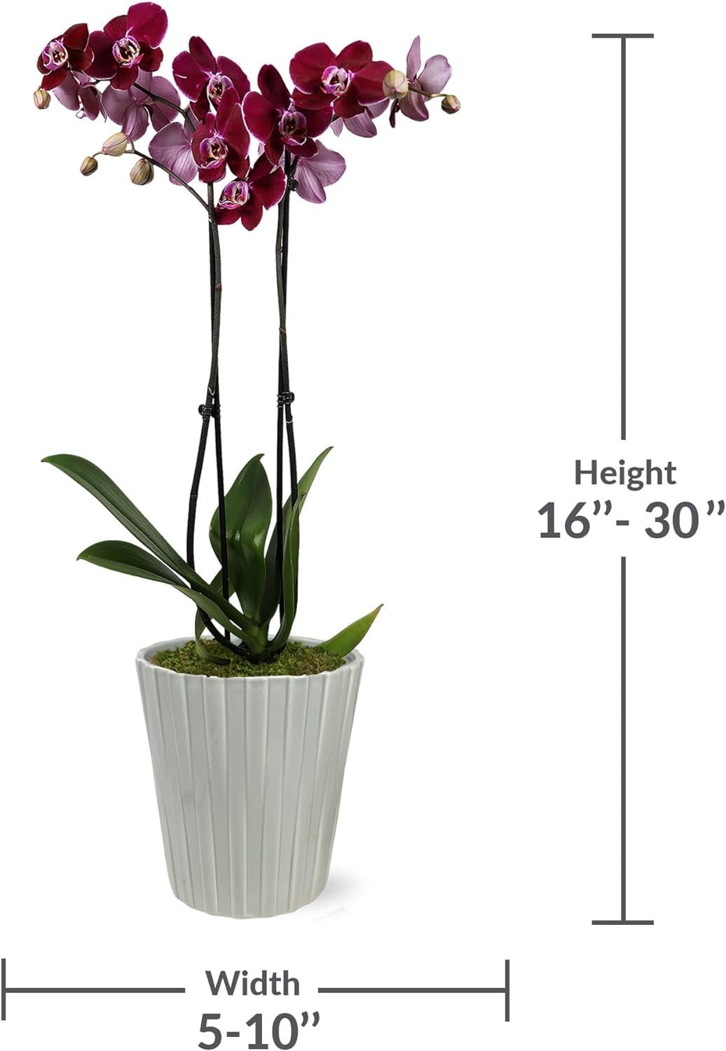 Just Add Ice 16-30" Dark Purple Premium Orchid Live Plant in 5" Grey Ceramic Pot, House Plant