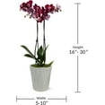 thumbnail image 6 of Just Add Ice 16-30" Dark Purple Premium Orchid Live Plant in 5" Grey Ceramic Pot, House Plant, 6 of 7