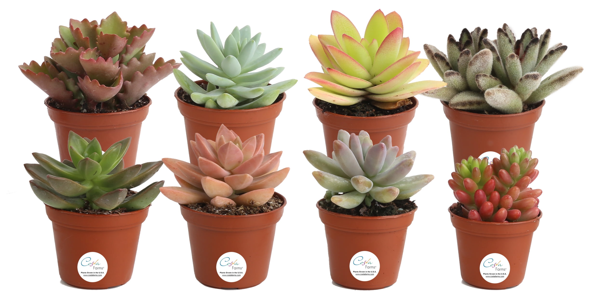 Delray Plants Live 8pack 2 inches Tall, Assorted