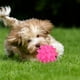 thumbnail image 4 of Juguete para mascotas, pelota de clavos para gatos y perros, alegría interminable, 4 of 9