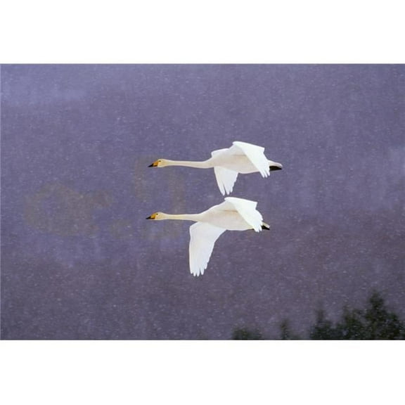 Whooper Swans Flying in Falling Snow Poster Print by Natural Selection Anita Weiner - 18 x 12
