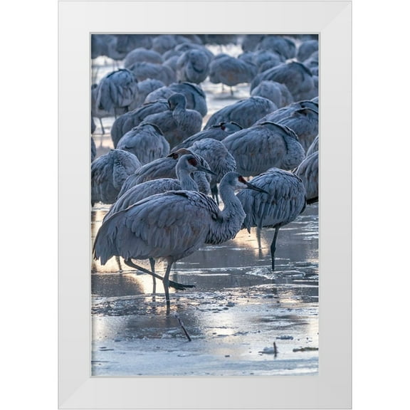 Jaynes Gallery 11x14 White Modern Wood Framed Museum Art Print Titled - USA-New Mexico-Bernardo Wildlife Management Area-Sandhill cranes in icy water on foggy sunrise