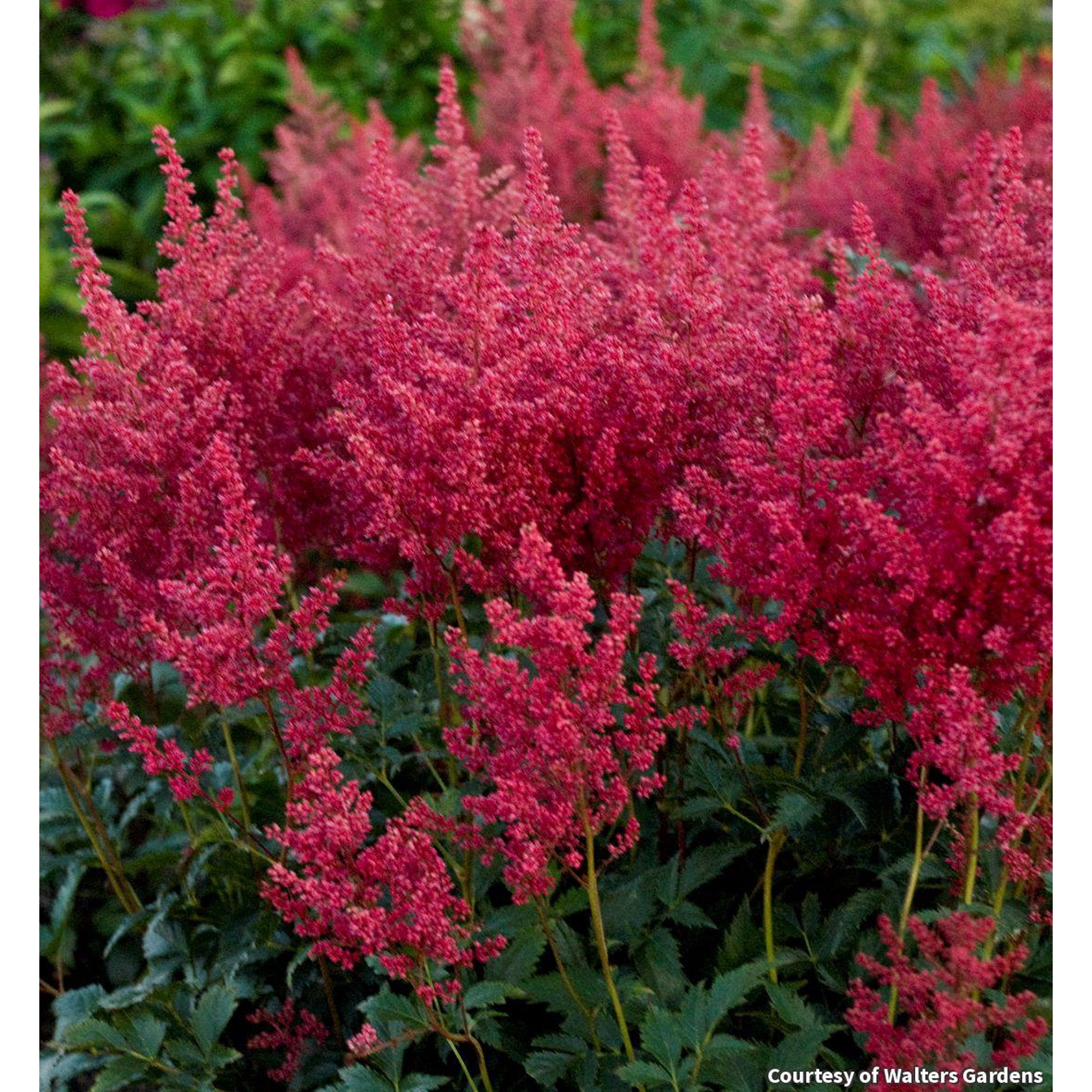 Montgomery Astilbe - 1 Gallon Perennial