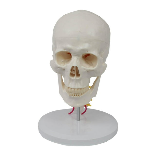 1:1 modelo de cervical de cabeza humana en detalles de s cervicales modelo para suministros escolares suministros para el