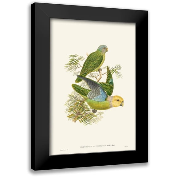 Gould, John 11x14 Black Modern Framed Museum Art Print Titled - Lime And Cerulean Parrots I