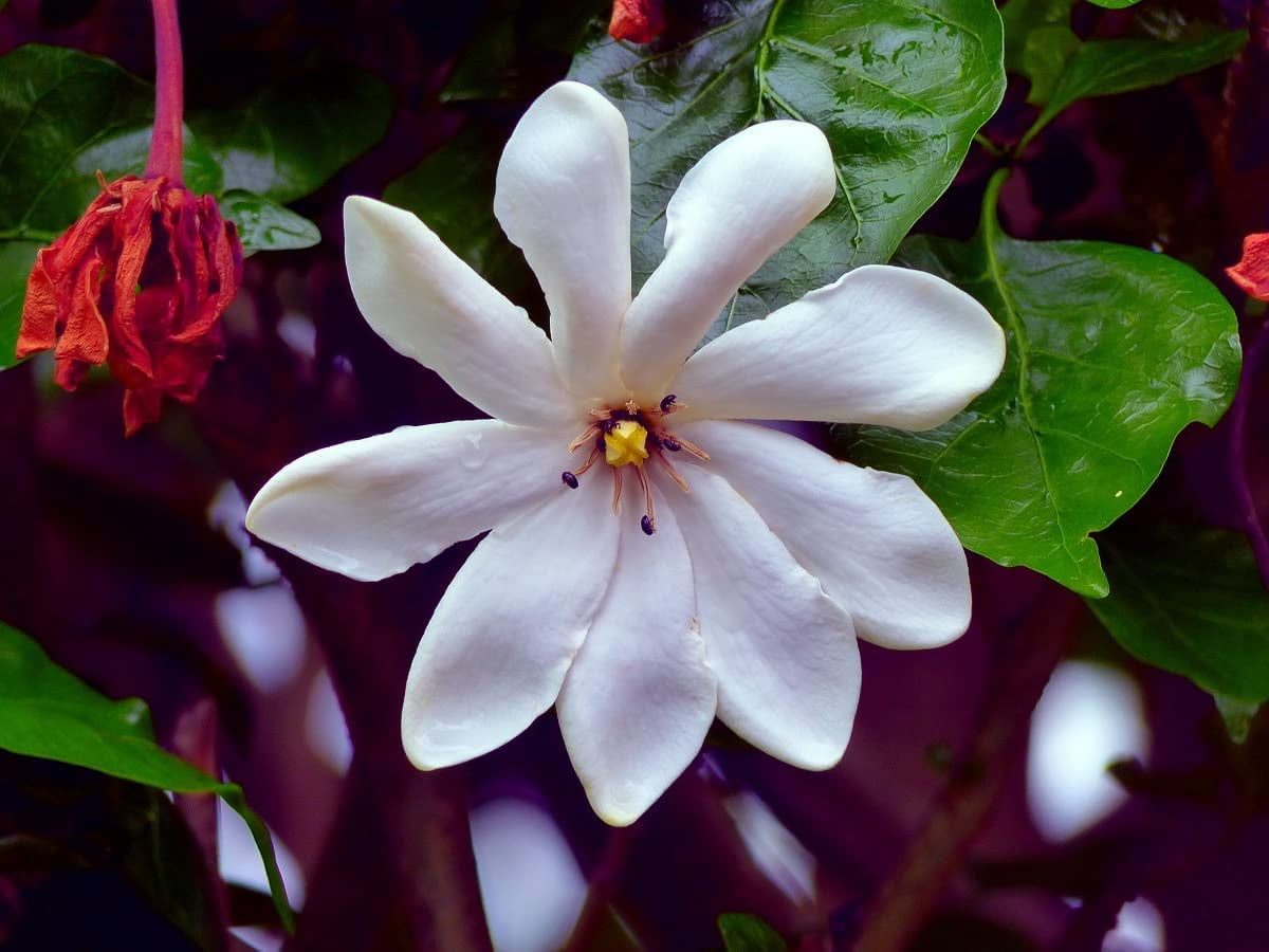 25 Cape Jasmine Flower Seeds Small Flowering Bush