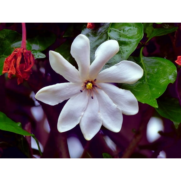 25 Cape Jasmine Flower Seeds - Small Flowering Bush