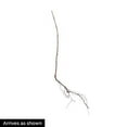 thumbnail image 3 of Caroline Red Raspberry (Rubus) Dormant Bare Root Starter Fruiting Plant (1-Pack), 3 of 3