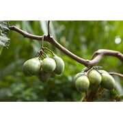 10 *Seeds TAMARILLO / TREE TOMATO Cyphomandra Betacea Solanum Fruit Tree Seeds