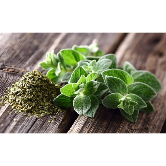 Oregano Seeds to Grow | 150  Seeds | Prized Herb for Cooking