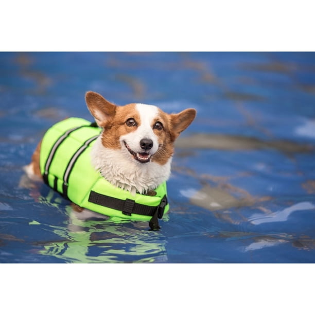 Worallymy Traje de baño para mascotas chaleco de natación de poliéster para animales ropa de seguridad para el agua para mascotas Worallymy JD735808256
