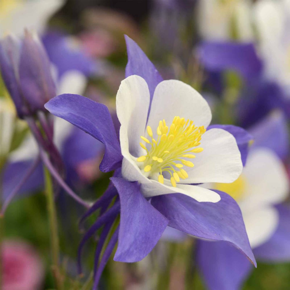 Blue & White Swan Columbine Seeds 100 Seeds Perennial