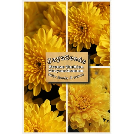 - Bronze Cushion Mum - Chrysanthemum Seeds 1/2 Ounce