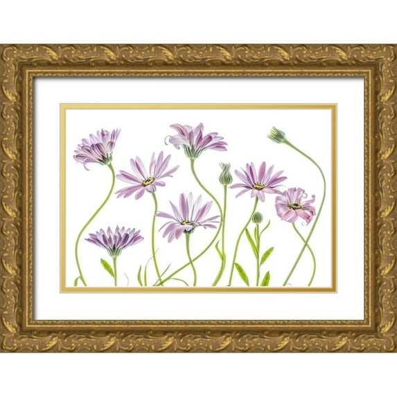 Disher, Mandy 32x23 Gold Ornate Wood Framed with Double Matting Museum Art Print Titled - Cape Daisies