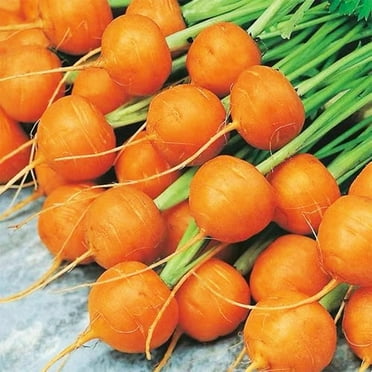 Round Parisian Carrot Seeds | Heirloom & Non-GMO Carrot Seeds | 100  Vegetable Seeds for Planting Outdoor Home Gardens | Planting Instructions Included