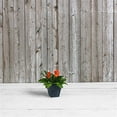 thumbnail image 4 of Root & Vessel Ella Square Planter, Black, 10", 4 of 4