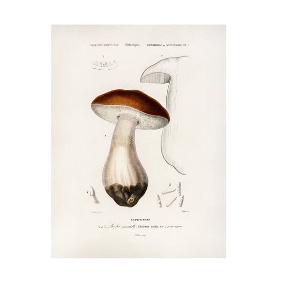 Trademark Fine Art Pictufy Penny Bun boletus Edulis Canvas Wall Art