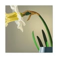 thumbnail image 1 of Daffodils in Bloom - Canvas, 1 of 10