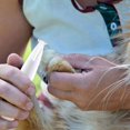 thumbnail image 3 of SUTENGDA Pet Foot Shaver & Trimmer- Electric Push Clipper  Dog Paw Grooming Tool  Repair & Detailing  Built-In Light for Accurate Cuts  20ml Lubricant Included | Clipper Sale Savings, 3 of 9