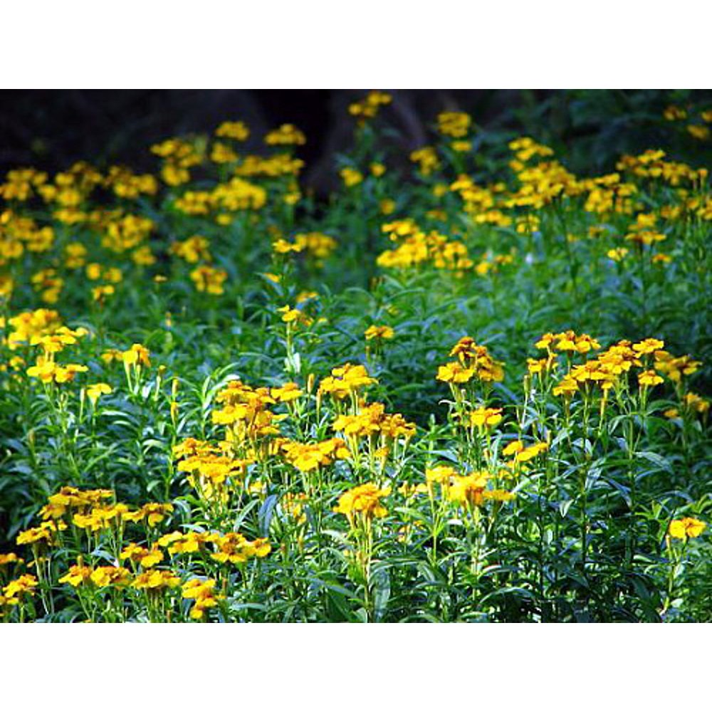 Texas Tarragon Spanish/Mexican/Sweet Mace Tageetes lucida 3" Pot