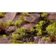 thumbnail image 3 of Gamers Grass Arbuste Vert Arbuste Sauvage, 3 of 3