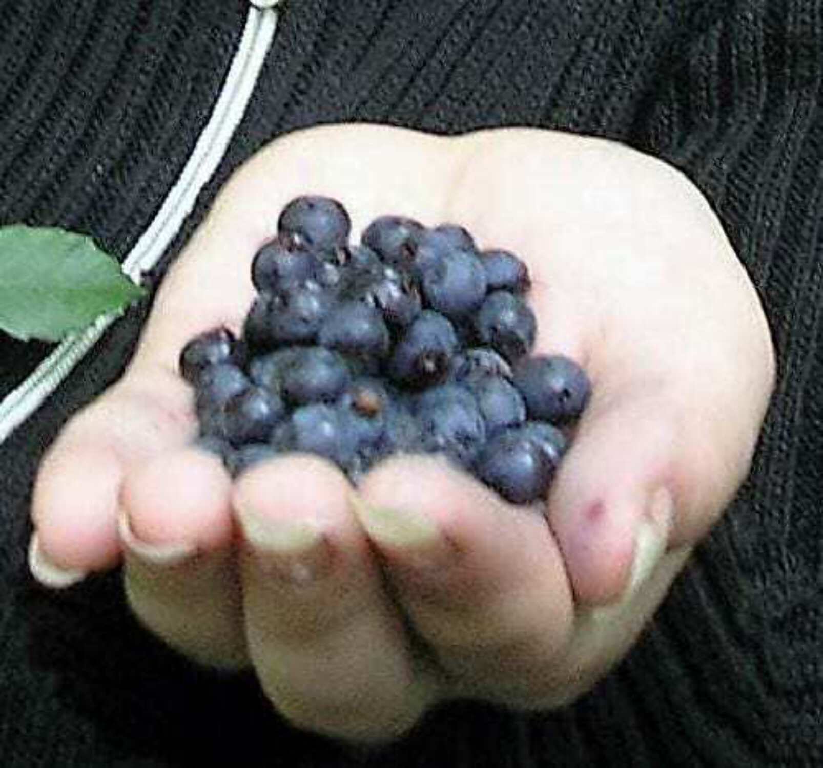 20 Common BILBERRY Fruit Shrub European Blueberry Vaccinium Myrtillus Seeds - image 4 of 5