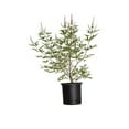 thumbnail image 2 of Expert Gardener Shoal Creek Vitex (2.5 Gallon) Chaste Tree with Fragrant Lilac-Purple Flower Clusters - Texas, 2 of 9