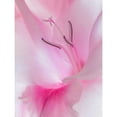 thumbnail image 3 of Mahan, Kathy 19x24 Black Modern Framed Museum Art Print Titled - Gladiola Blossom II, 3 of 5