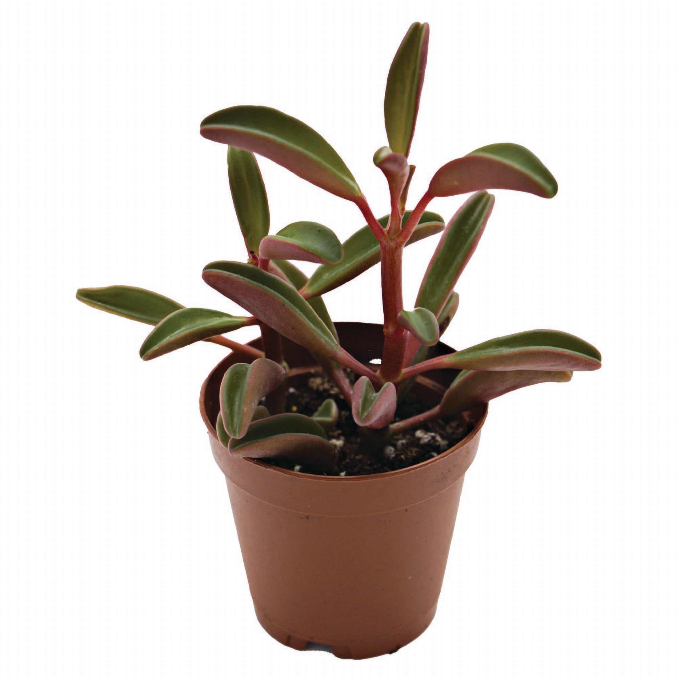 ReptiCulture Ruby Peperomia Tropical 2" Pot 3 pk